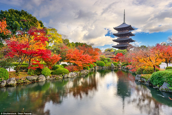 Hình ảnh ngôi chùa Toji ở Kyoto Nhật Bản hiện lên trong bức ảnh một cách lỗng lẫy đến kinh ngạc trong sự biến đổi kỳ ảo của những tán lá cây rực rỡ sắc màu xung quanh nó