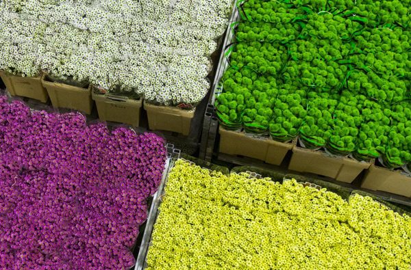 Chợ hoa FloraHolland nổi tiếng ở Aalsmeer ngày 16/3