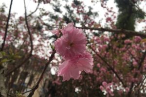 Tháng 3, hoa Anh đào sẽ lại “nở” bên Hồ Gươm