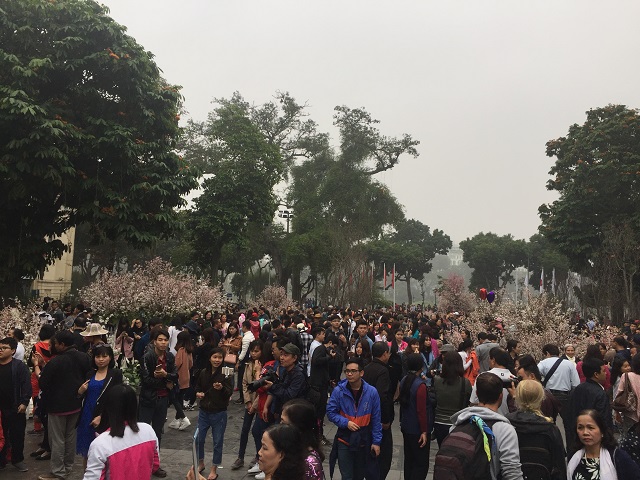 Mặc dù Hà Nội có mưa phùn, nhưng Triển lãm hoa Anh đào vẫn đón hàng nghìn người ghé thăm và chụp ảnh kỷ niệm