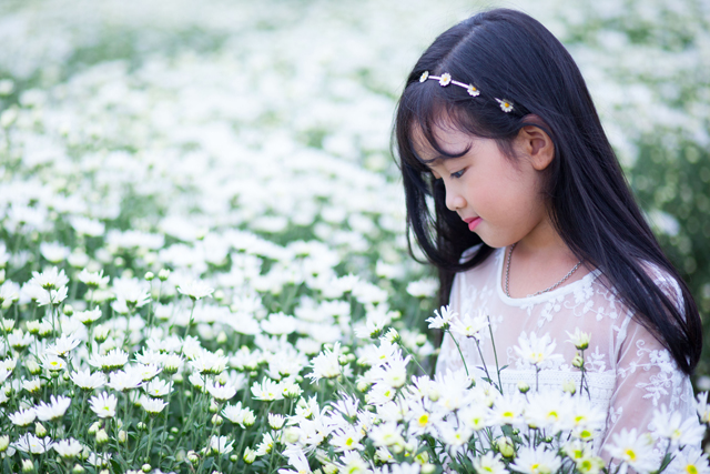 Chụp ảnh hoa cúc họa mi đẹp, trọn gói, giá rẻ nhất tại Hà Nội