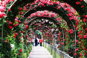 Cơ hội chiêm ngưỡng hơn 300 loài hoa hồng đến từ khắp thế giới