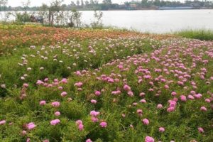 Huyện Đan Phượng đề xuất đầu tư dự án trồng hoa, cây cảnh ở khu Hồ Đê, bãi sông Hồng