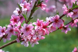 Hoa đào ngày Xuân