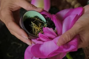 Truyền thống và sáng tạo trong Lễ hội văn hoá ẩm thực Hà Nội 2025