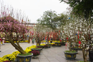 Thưởng lãm không gian hoa Xuân lớn nhất bên hồ Gươm